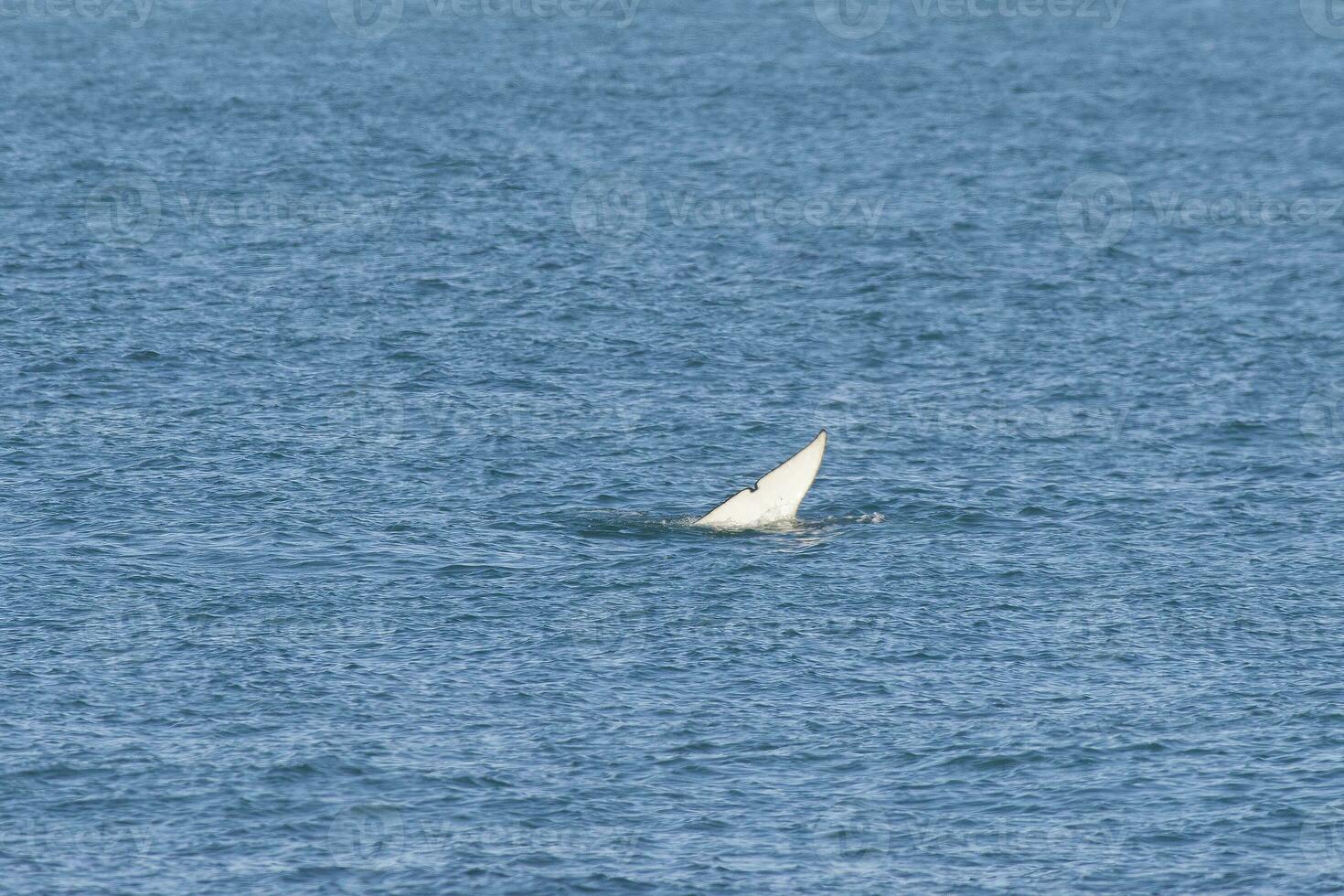 orka baby staart , Patagonië Argentinië foto