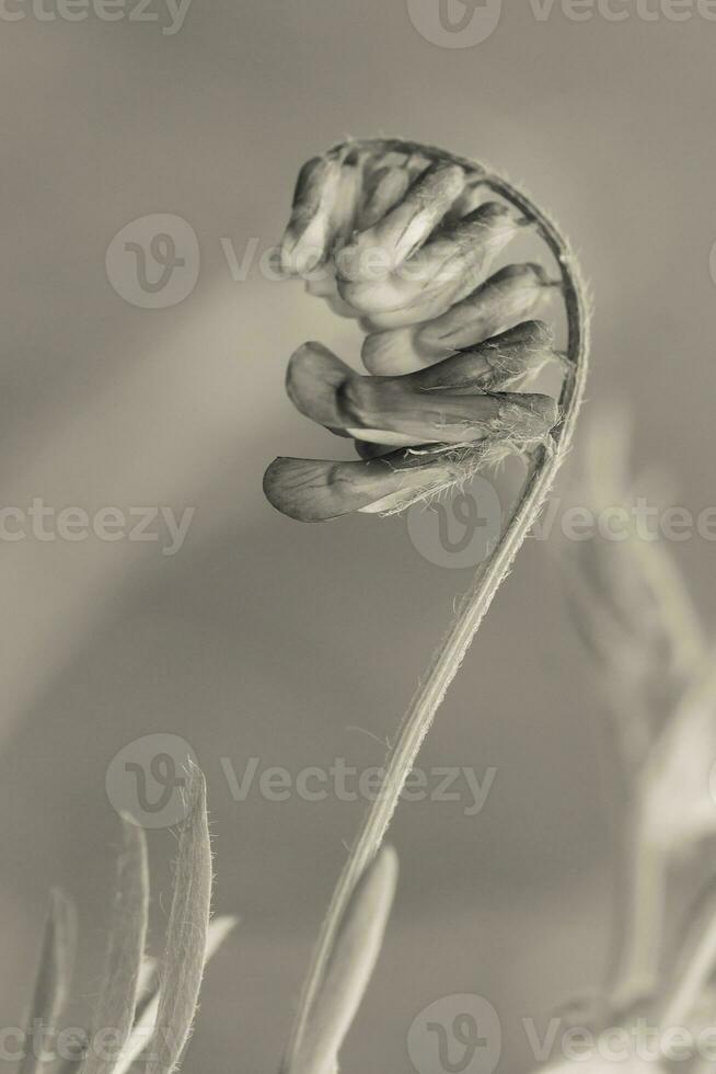 geel wild bloem in Patagonië, Argentinië foto