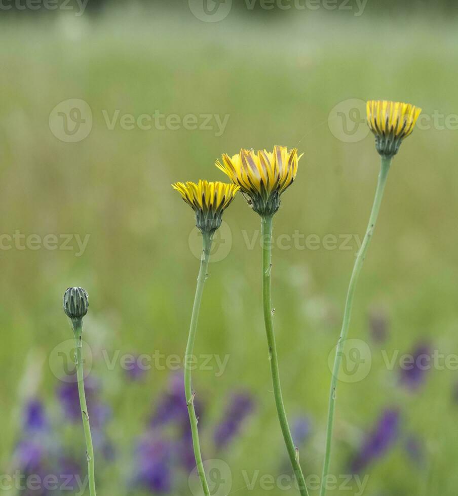 geel wild bloem in Patagonië, Argentinië foto