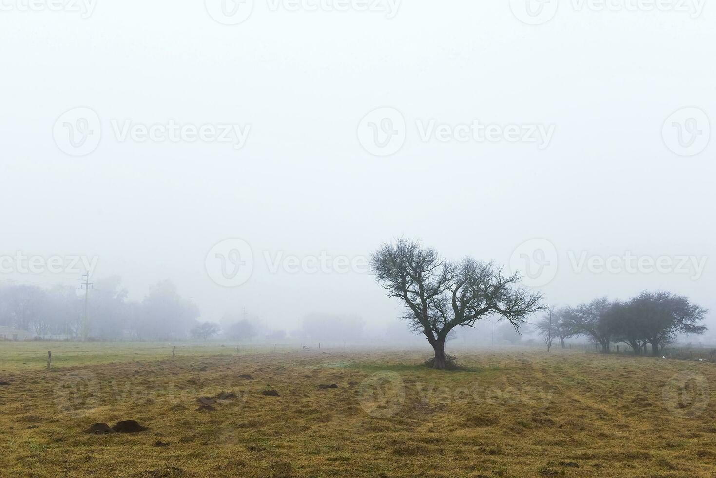 eenzaam boom in dik mist Bij ochtendgloren, in pampa landschap, la pampa provincie, Patagonië, Argentinië. foto