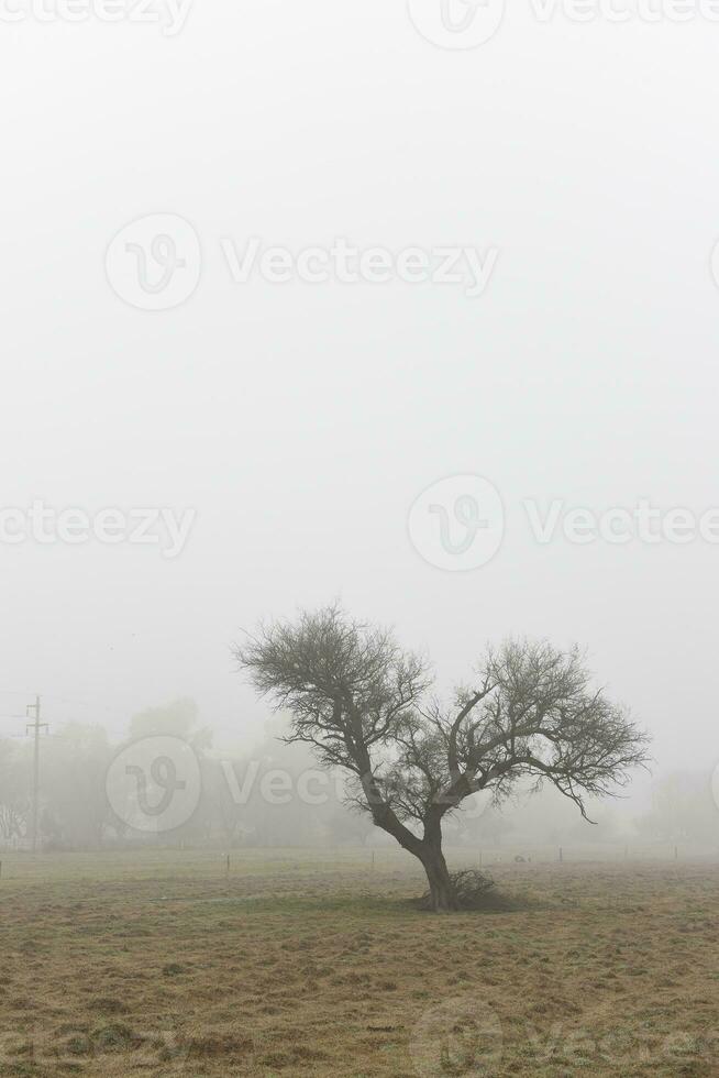 eenzaam boom in dik mist Bij ochtendgloren, in pampa landschap, la pampa provincie, Patagonië, Argentinië. foto