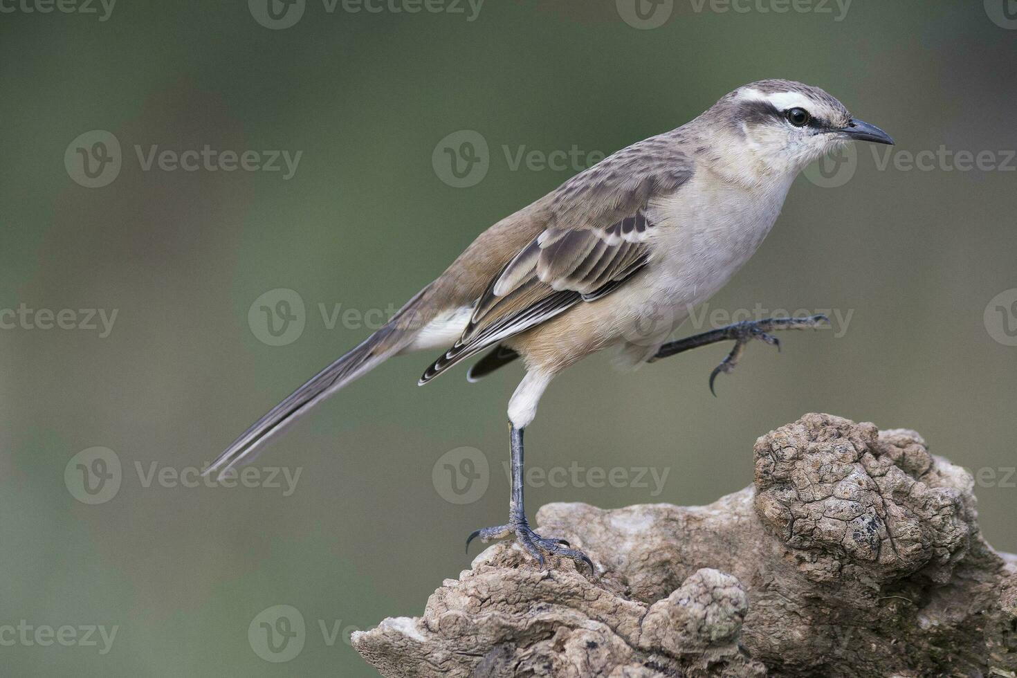 wit gestreept spotvogel, mimus triurus, calden Woud, la pampa , Argentinië foto