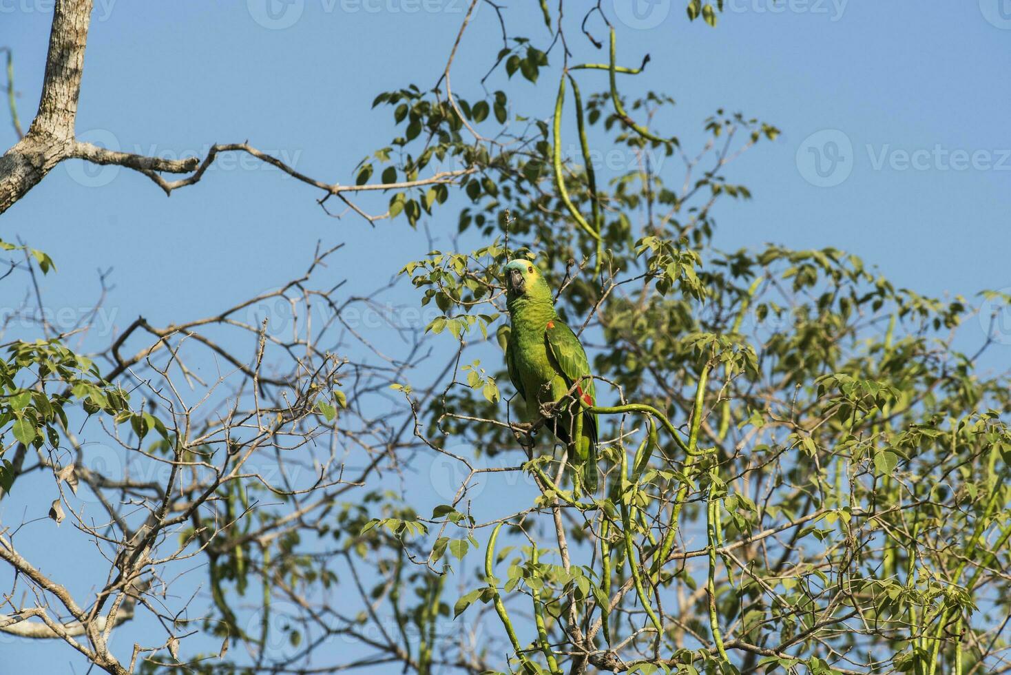 turkoois fronted amazone, panpanal, Brazilië foto