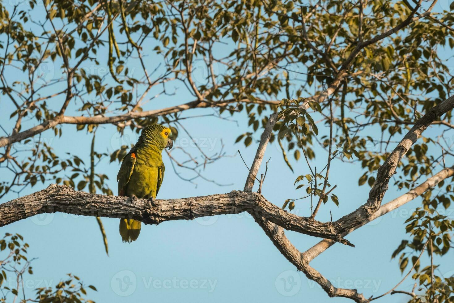 turkoois fronted amazone, panpanal, Brazilië foto