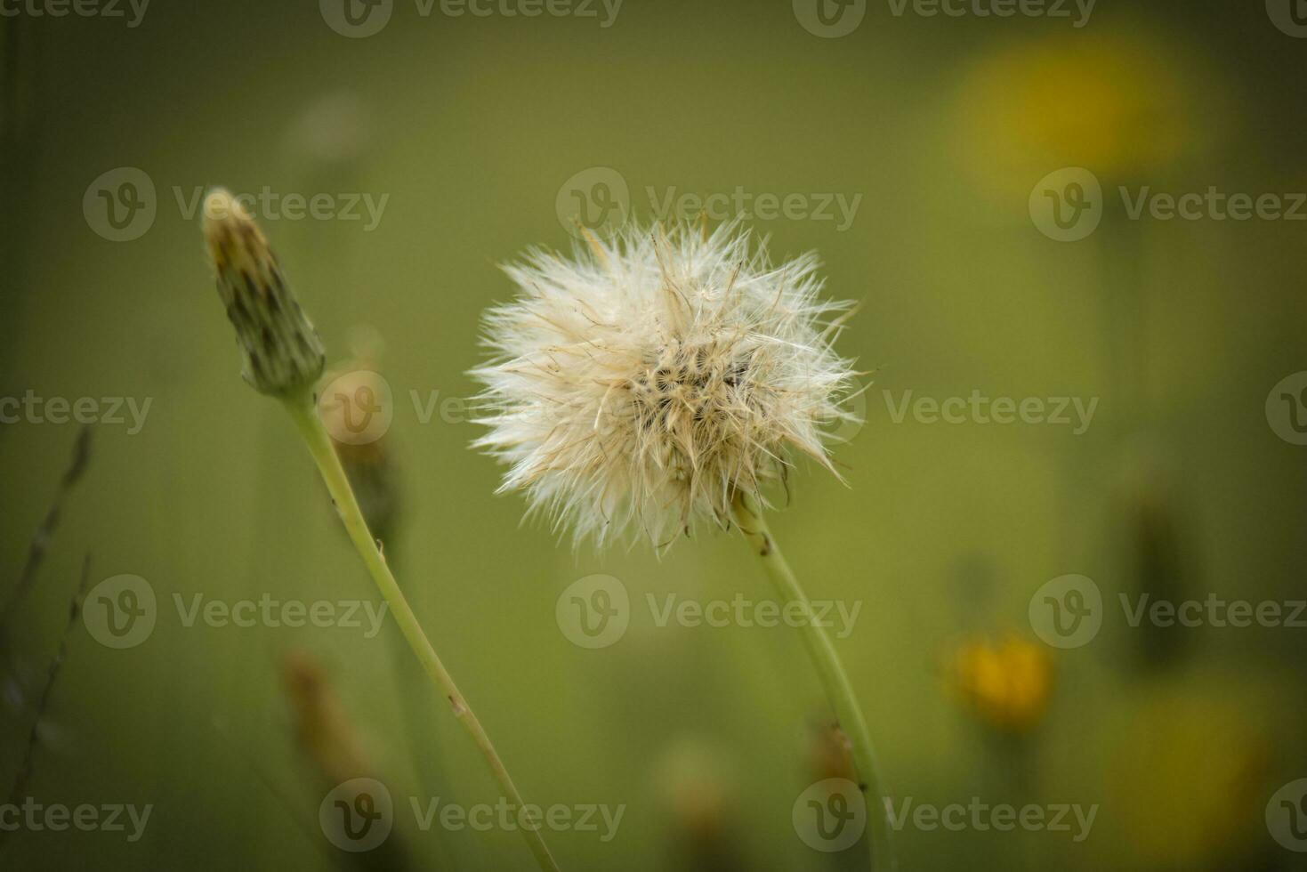 vliegend zaden, wild bloem, Patagonië foto