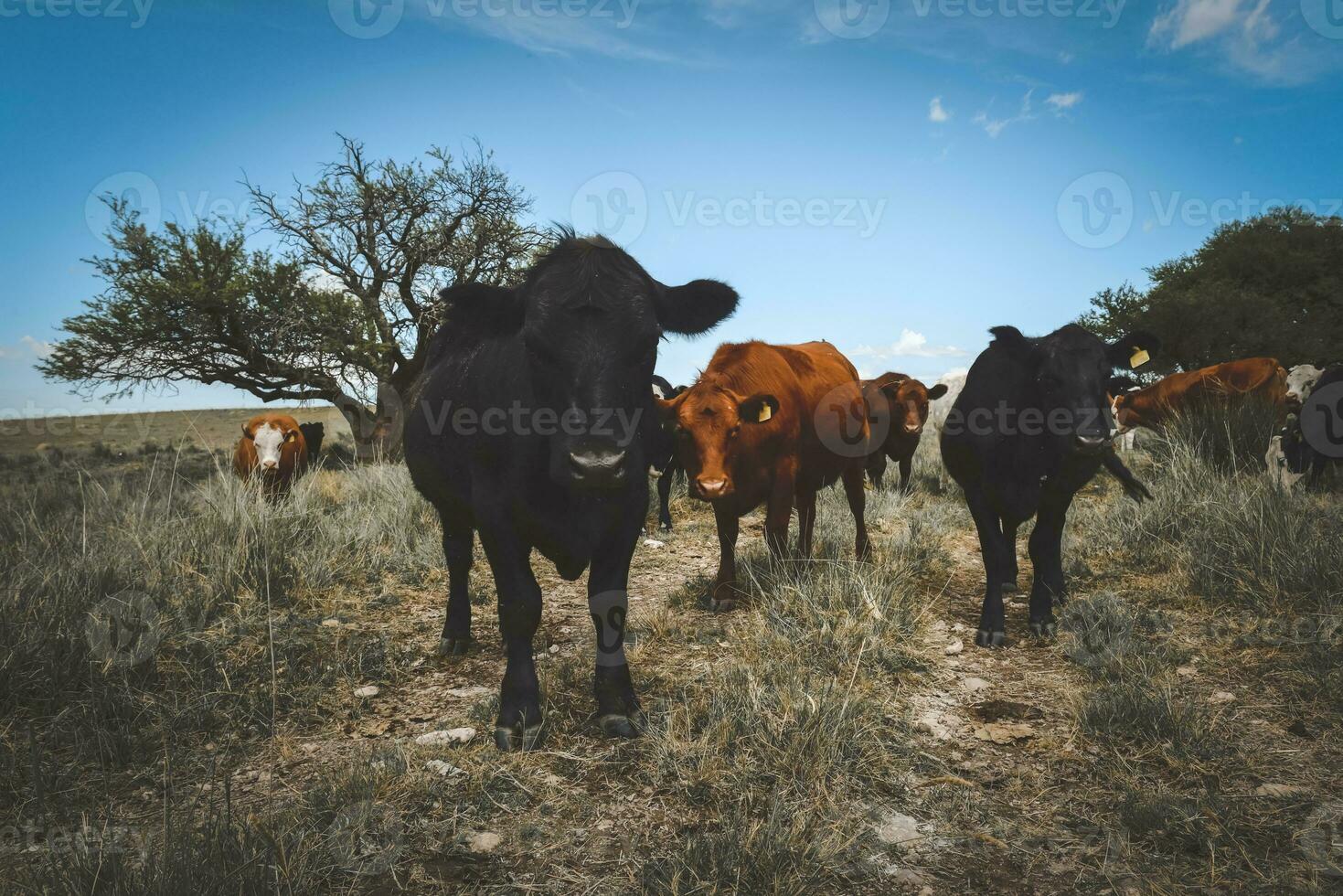 koeien gevoed met gras, buenos luchten, Argentinië foto