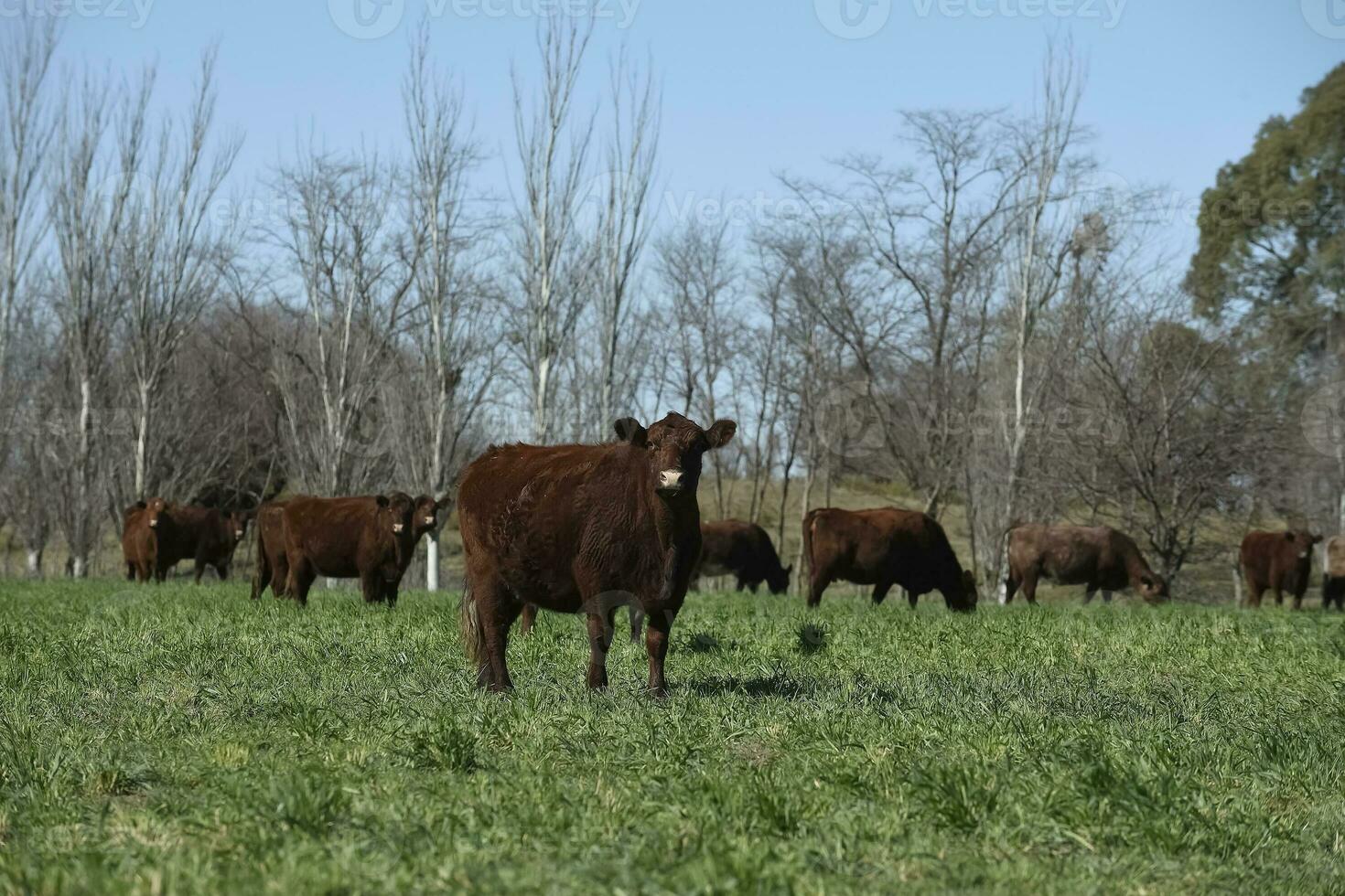 exporteren koeien productie in de Argentijns platteland, buenos aires provincie, Argentinië. foto