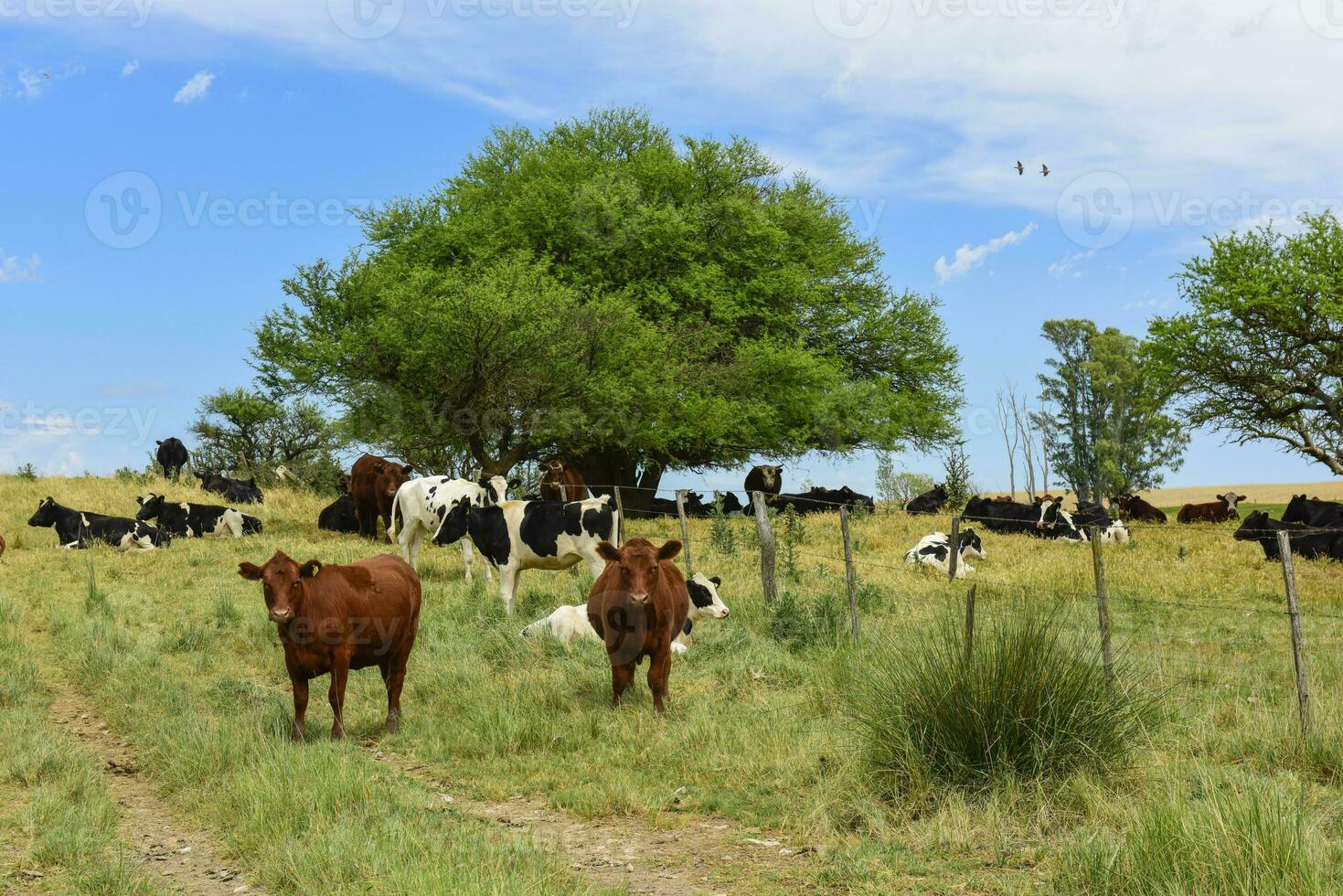 ossen gevoed Aan weiland, la pampa, Argentinië foto