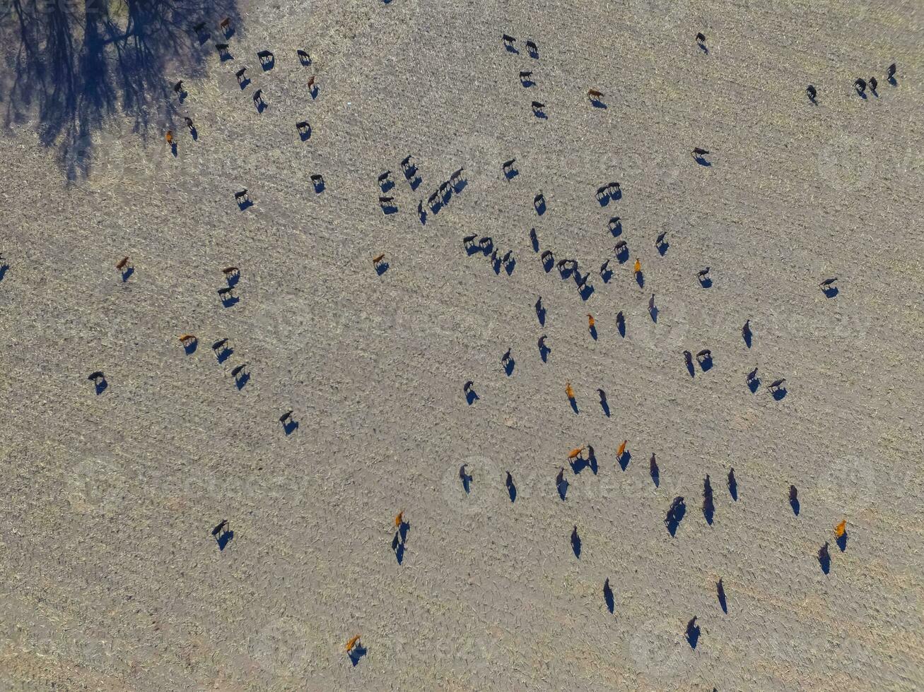 groot schaal vlees productie in Argentinië, antenne visie van een partij van koeien foto