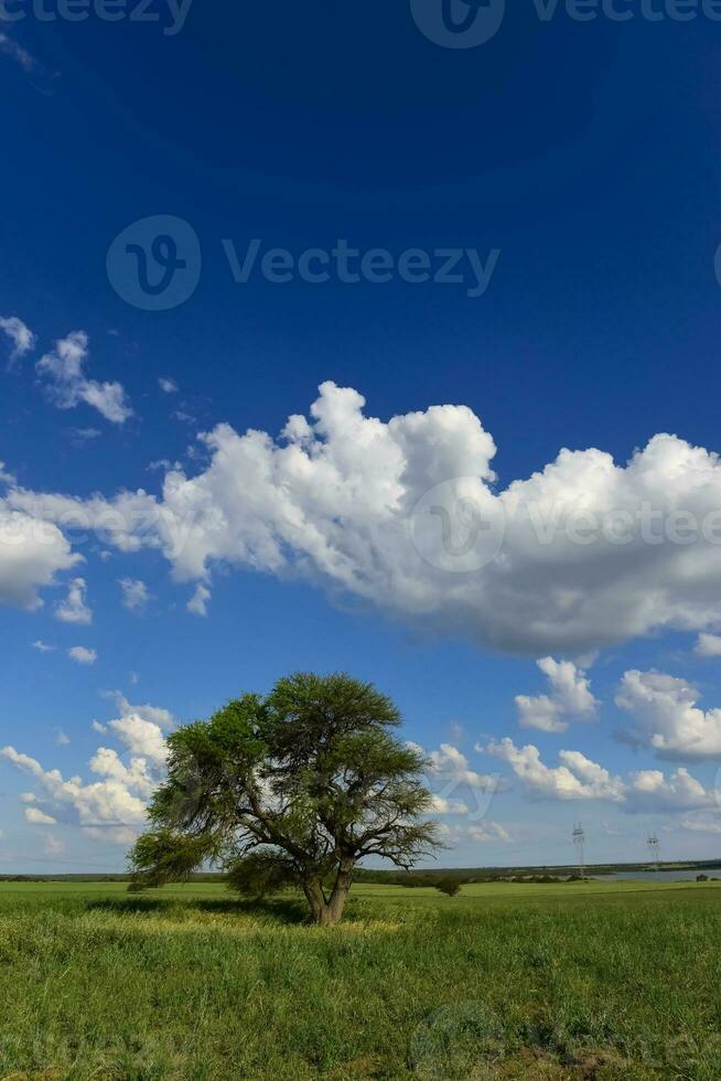 symbolisch boom van de pampa, la pampa, Argentinië foto