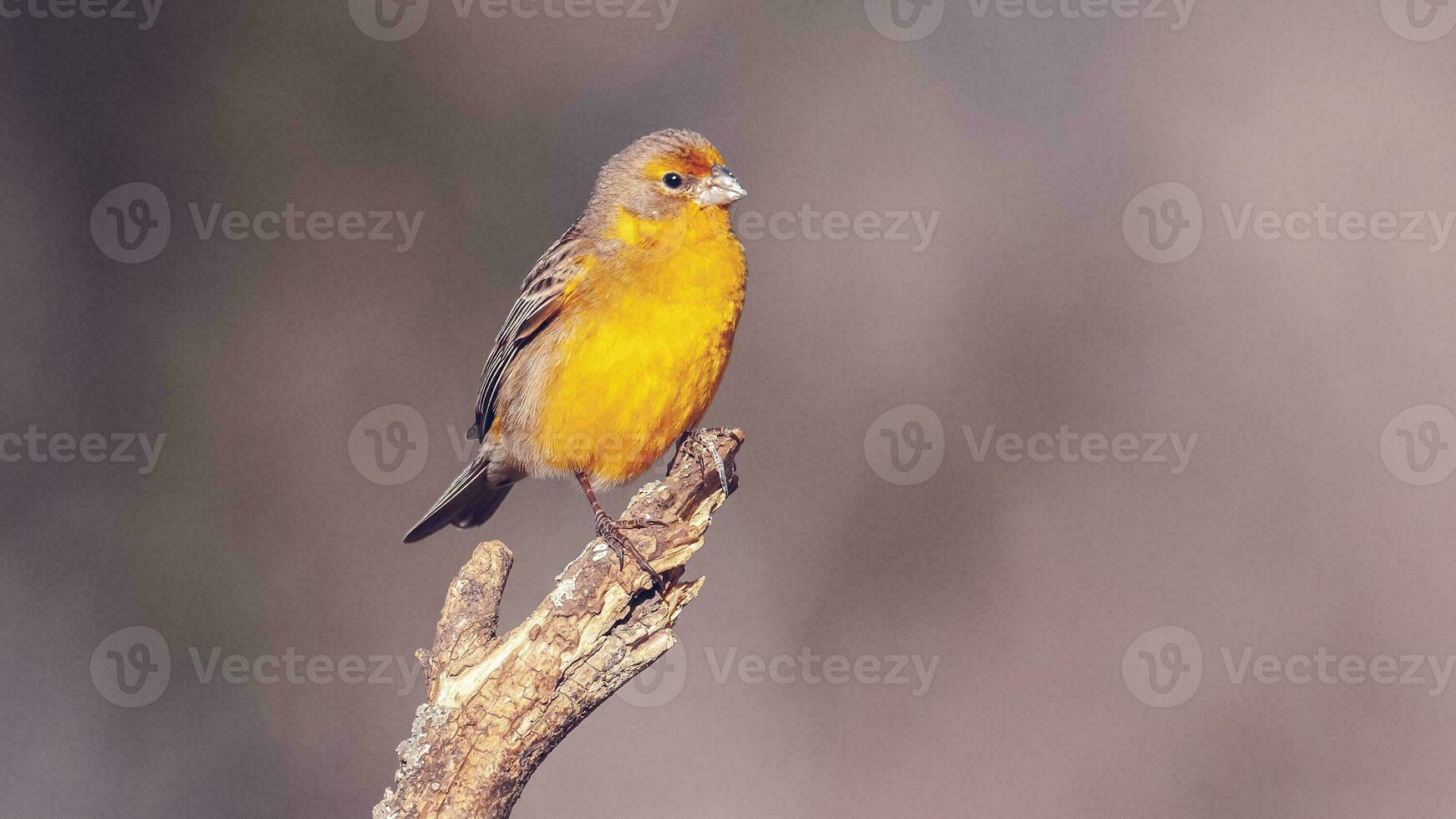 saffraan vink , sicalis flaveola, la pampa, Argentinië. foto