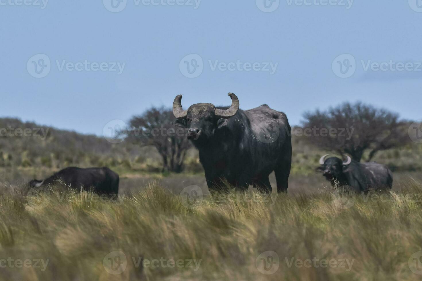 water buffel, bubalus bubalis, soorten geïntroduceerd in Argentinië, la pampa provincie, Patagonië. foto