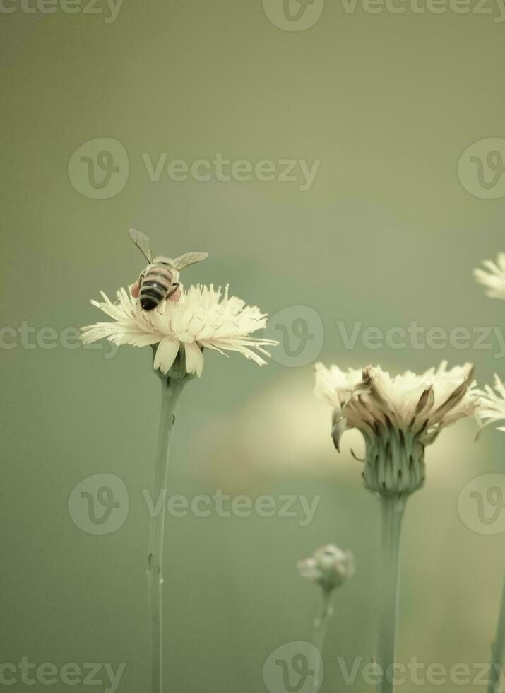 bij Aan wild bloemen foto