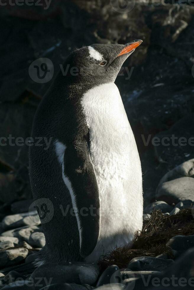 gentoo pinguïn, antartica foto