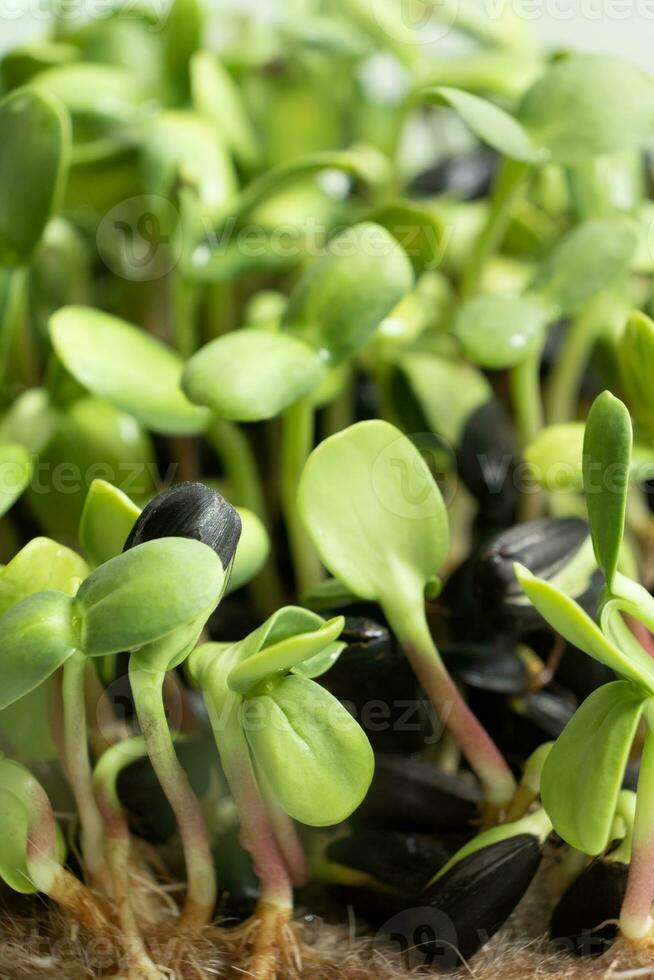 gekiemd microgreens van zonnebloem. superfood is gegroeid Bij huis. macro foto detailopname