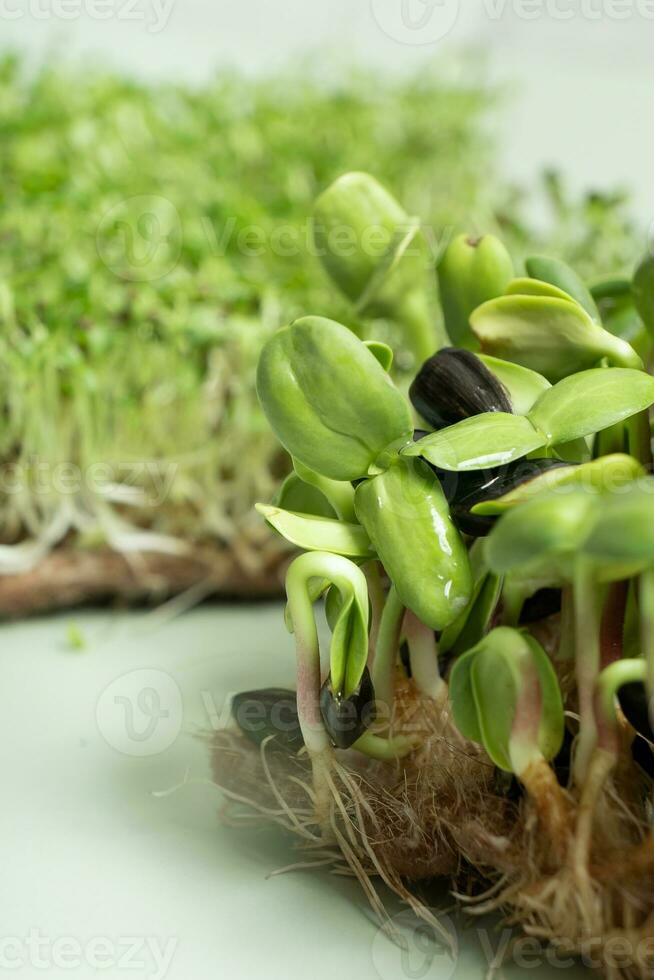 gekiemd microgreens van zonnebloem en luzerne. superfood is gegroeid Bij huis foto