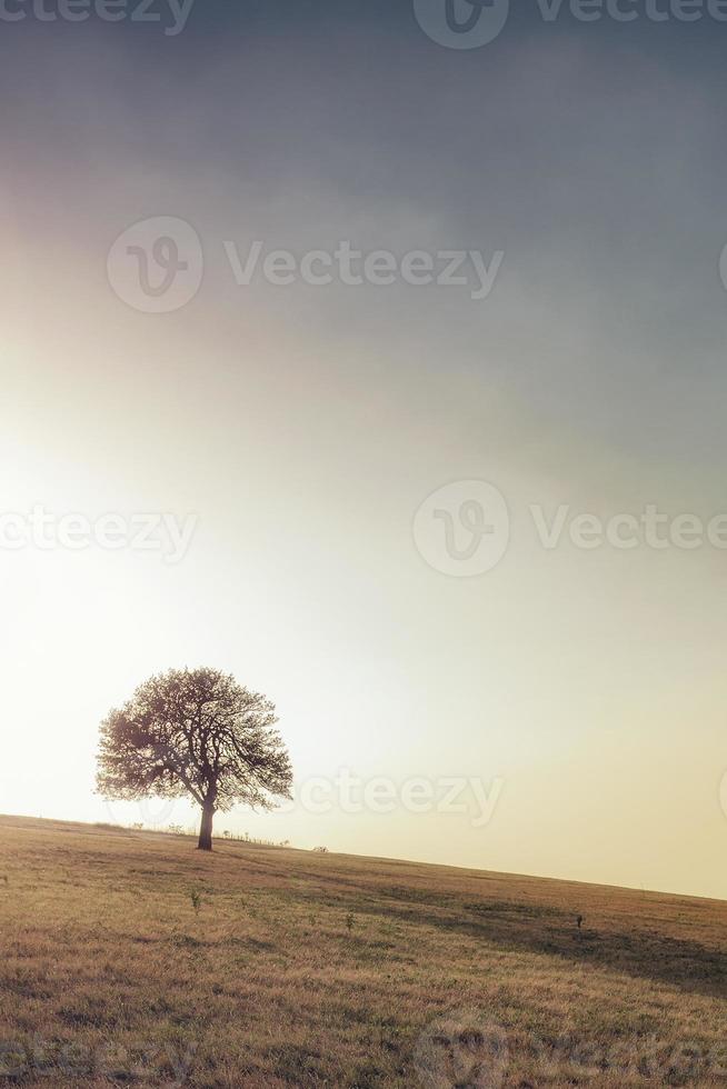 alleen boom op de weide. alleen boom gevangen op de weide bij berg rajac, servië. foto