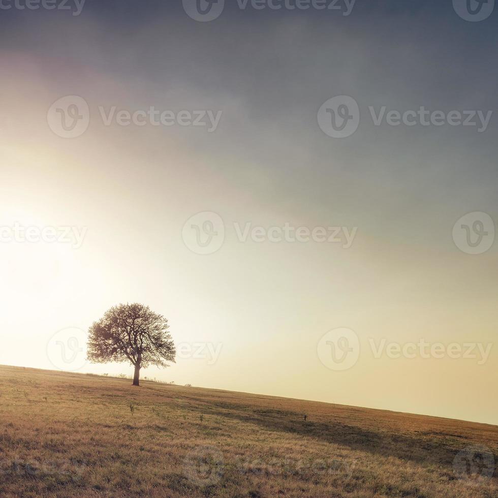 alleen boom op de weide. alleen boom gevangen op de weide bij berg rajac, servië. foto