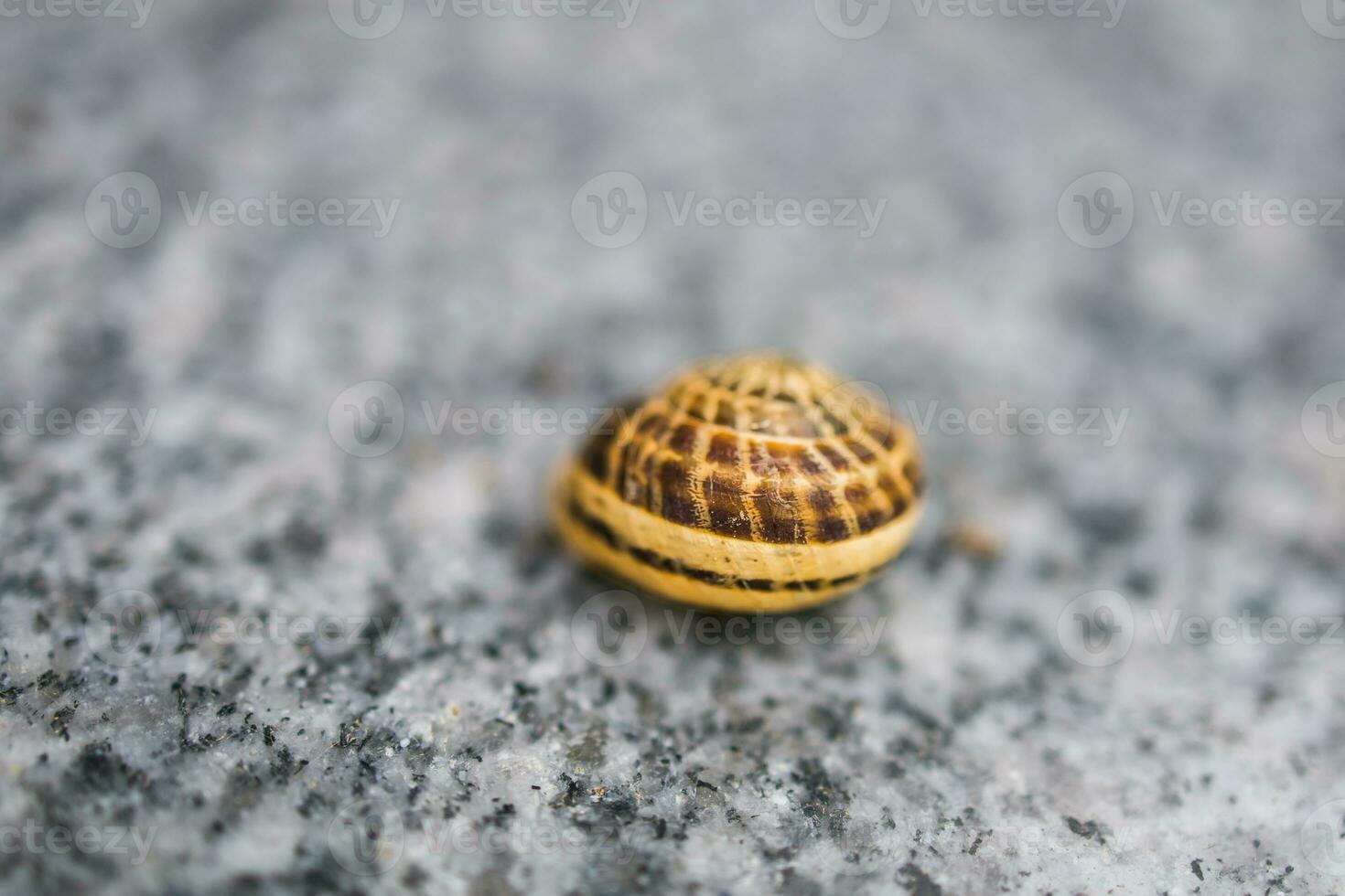 slak geïsoleerd Aan grijs achtergrond. slak in een schelp detailopname foto