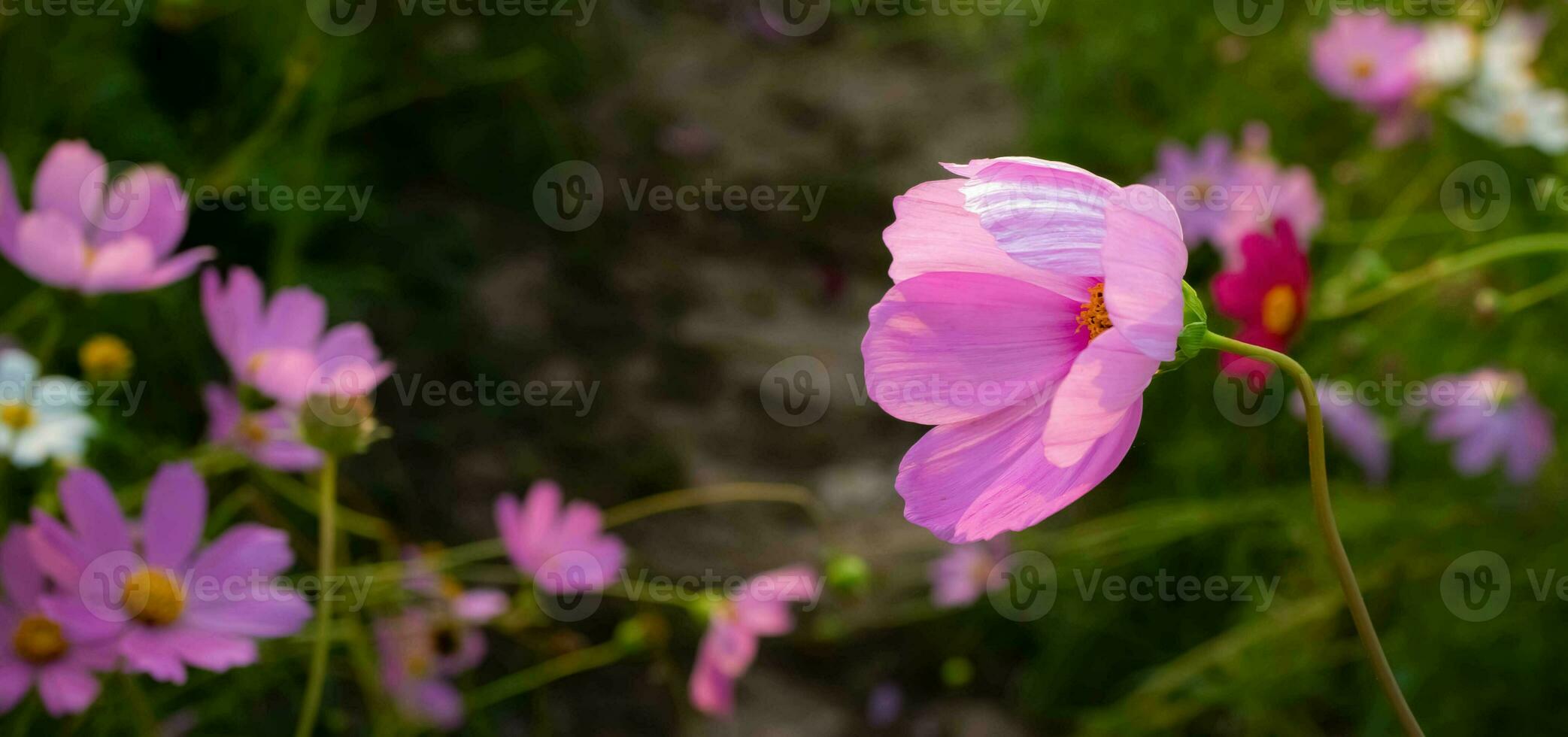 kosmos bloem met wazig achtergrond. bloeiend roze bloem. foto