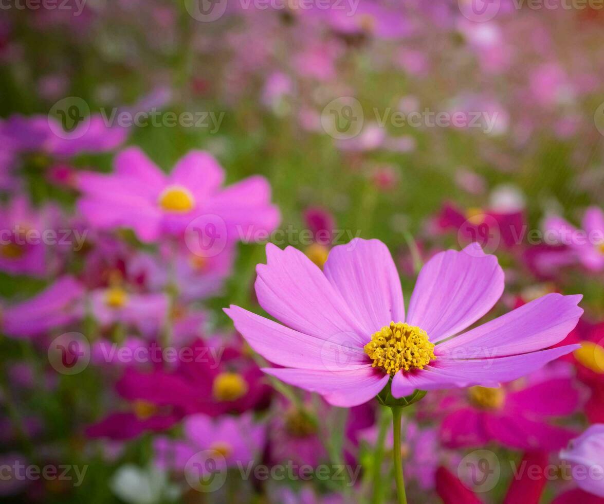 kosmos bloem met wazig achtergrond. bloeiend roze bloem. foto