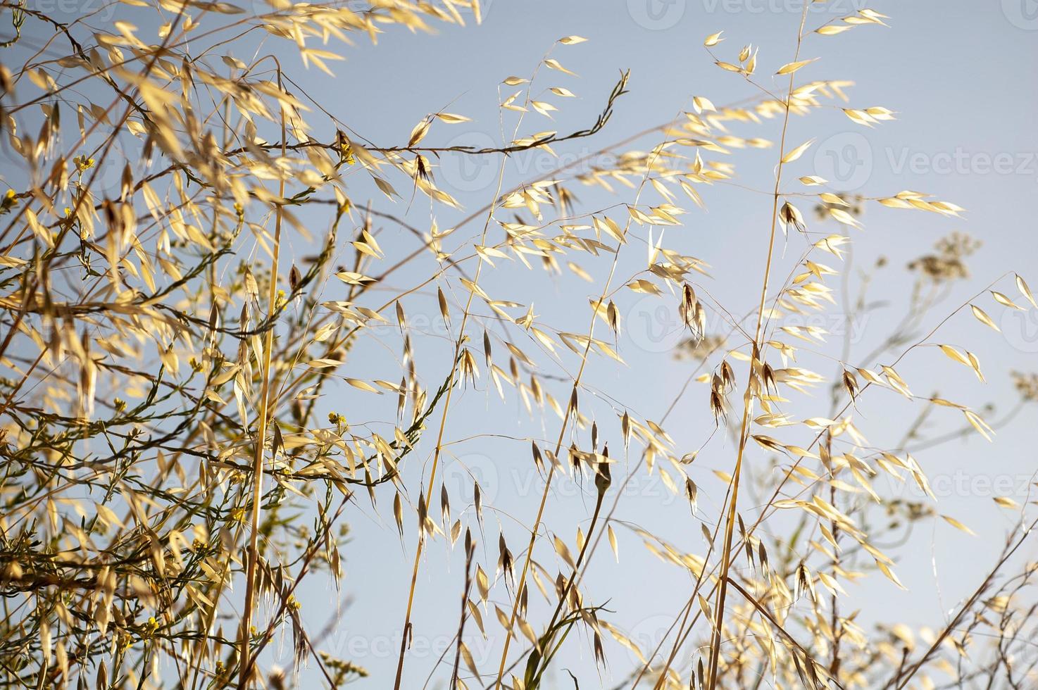 mooie kalmerende droog gras achtergrond. droog gras uitzicht tijdens de zonsopgang foto