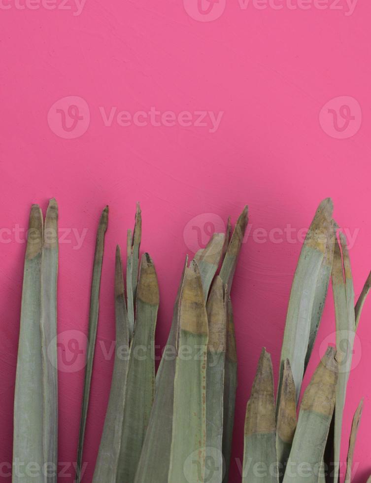 mooie droge palmbladeren plat lag op acryl roze aquarel abstracte textuur achtergrond. foto