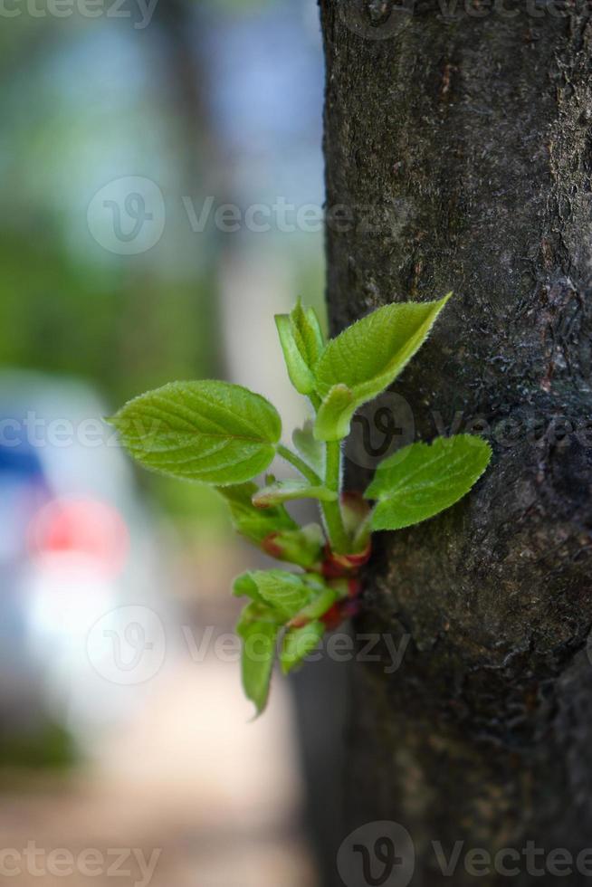 jong groen takje groeit op boomstam tree foto