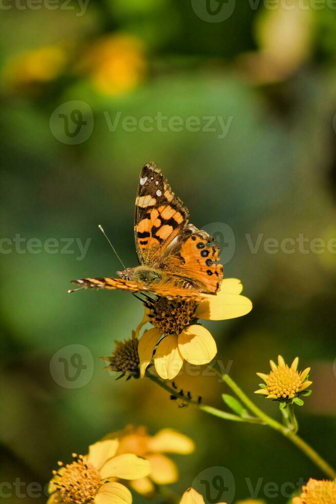 vlinder Aan geel bloem in de tuin. natuurlijk achtergrond. foto