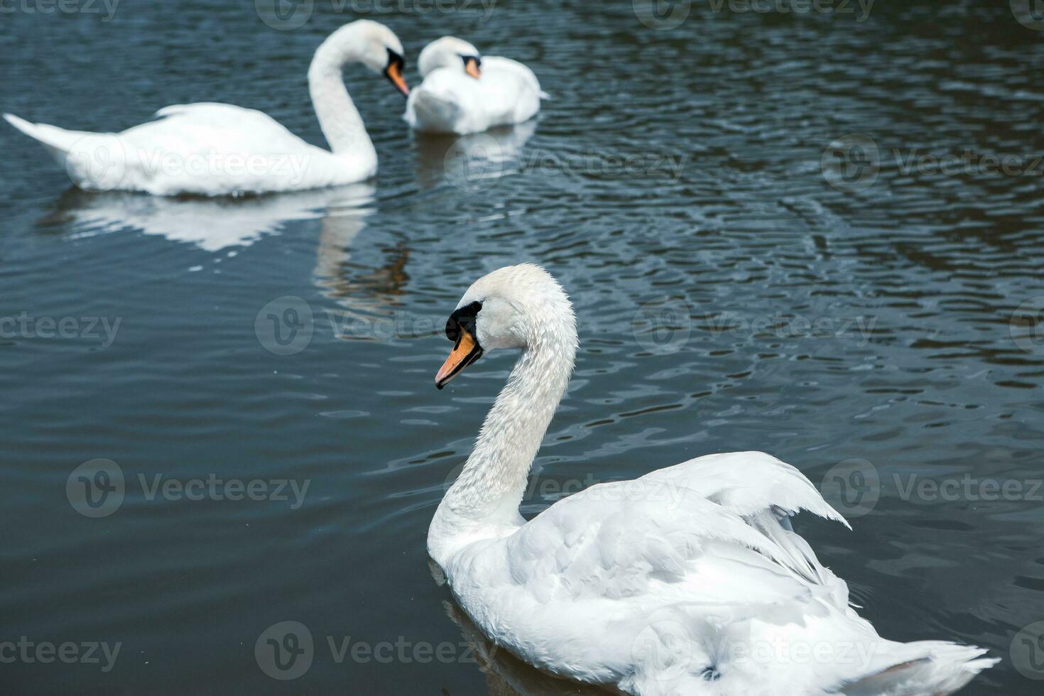 mooi wit zwanen zwemmen Aan een meer in de park. foto