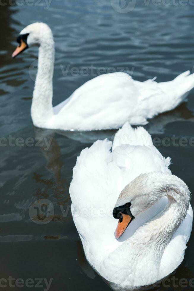 mooi wit zwanen zwemmen Aan een meer in de park. foto