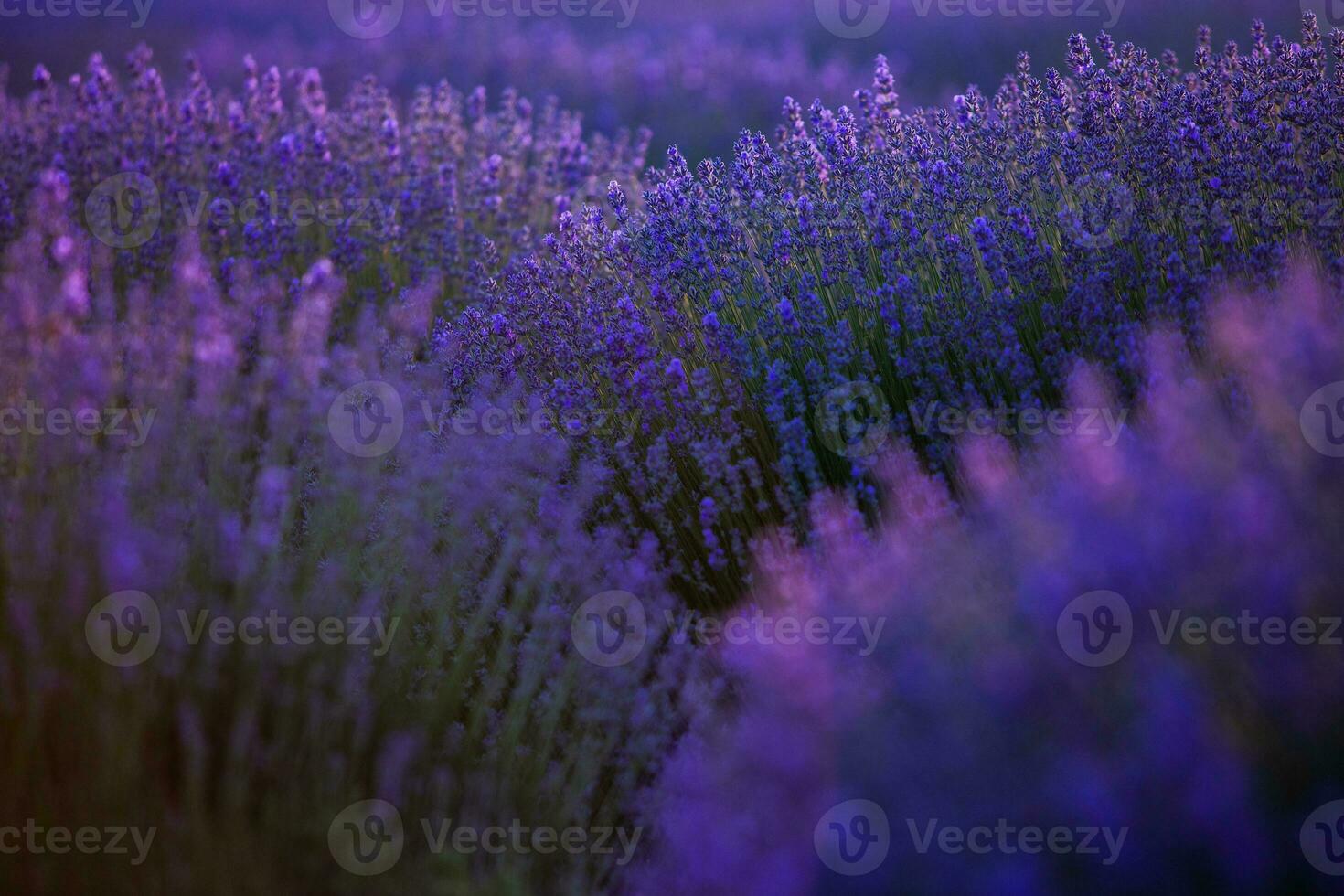 bloeiend lavendel bloemen in een provence veld- onder zonsondergang licht in Frankrijk. zacht gefocust Purper lavendel bloemen met kopiëren ruimte. zomer tafereel achtergrond. foto