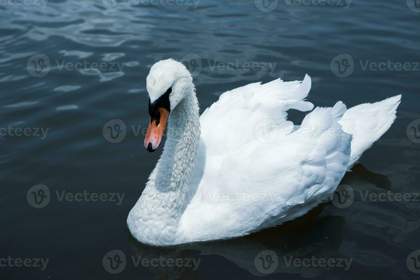 mooi wit zwanen zwemmen Aan een meer in de park. foto