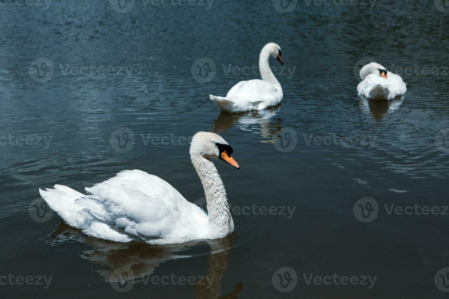 mooi wit zwanen zwemmen Aan een meer in de park. foto