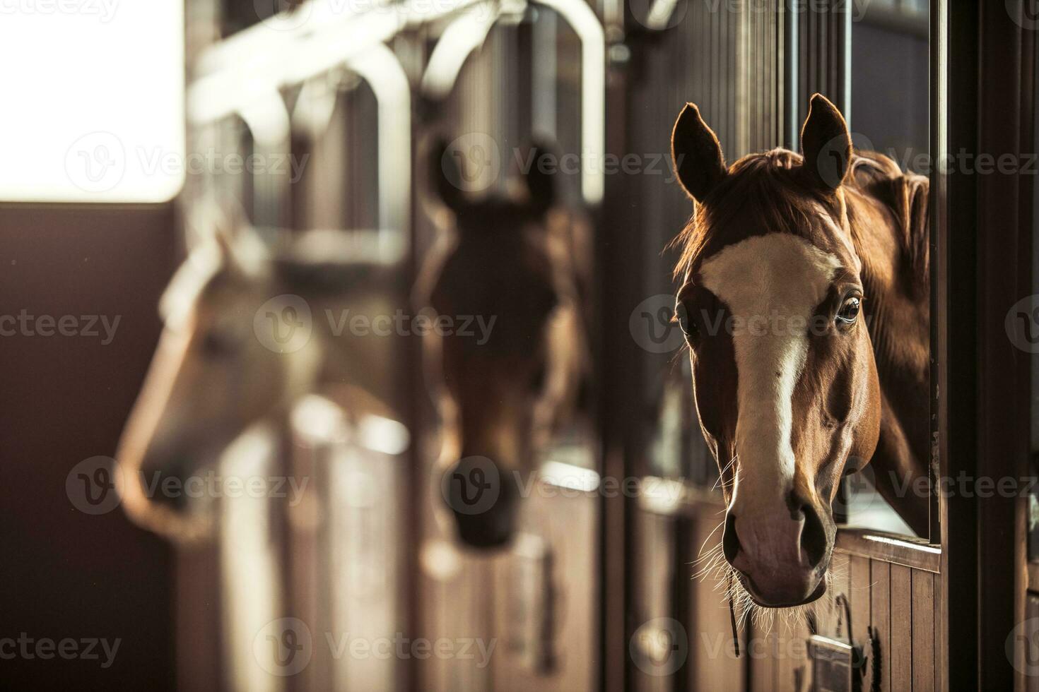 gelukkig paarden in modern stal foto