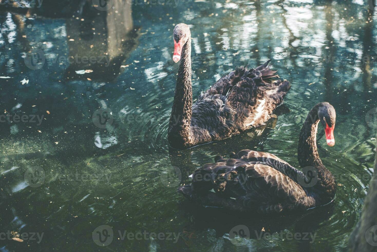 twee volwassen zwart zwanen foto