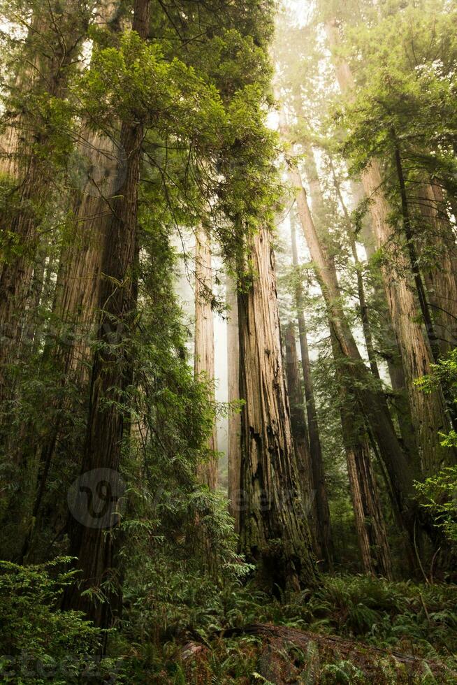 hoog sequoia bomen landschap foto