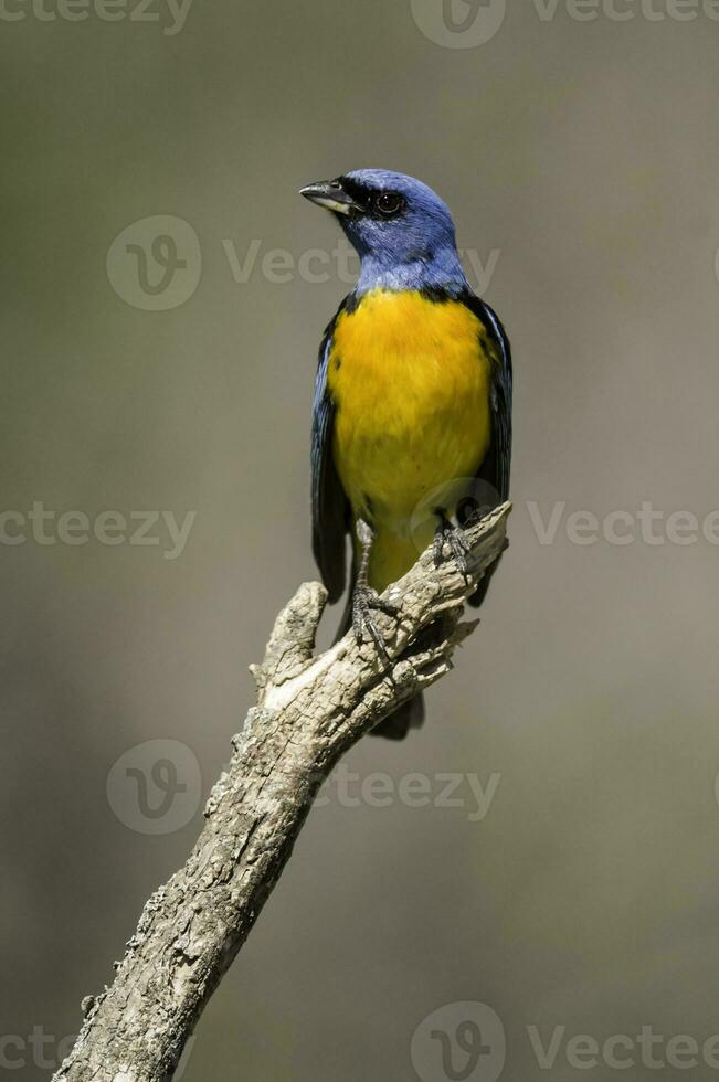 blauw en geel tanager, vrouw, la pampa provincie, Patagonië, Argentinië. foto