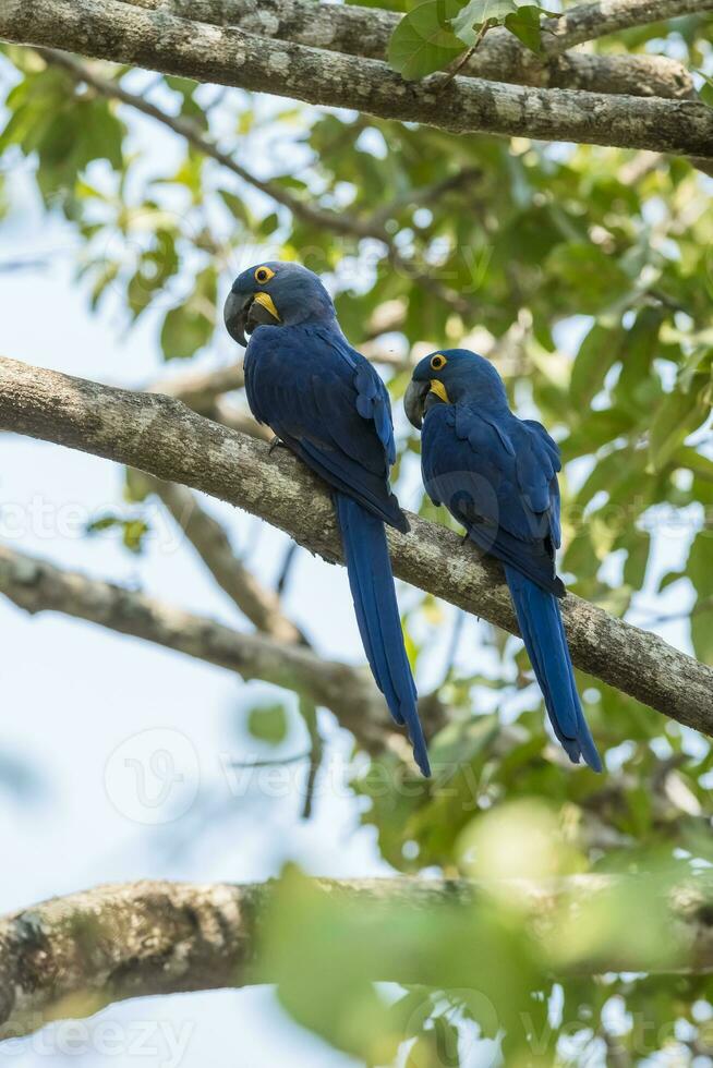 hyacint ara in Woud milieu, pantanal Woud, mato grof, Brazilië. foto