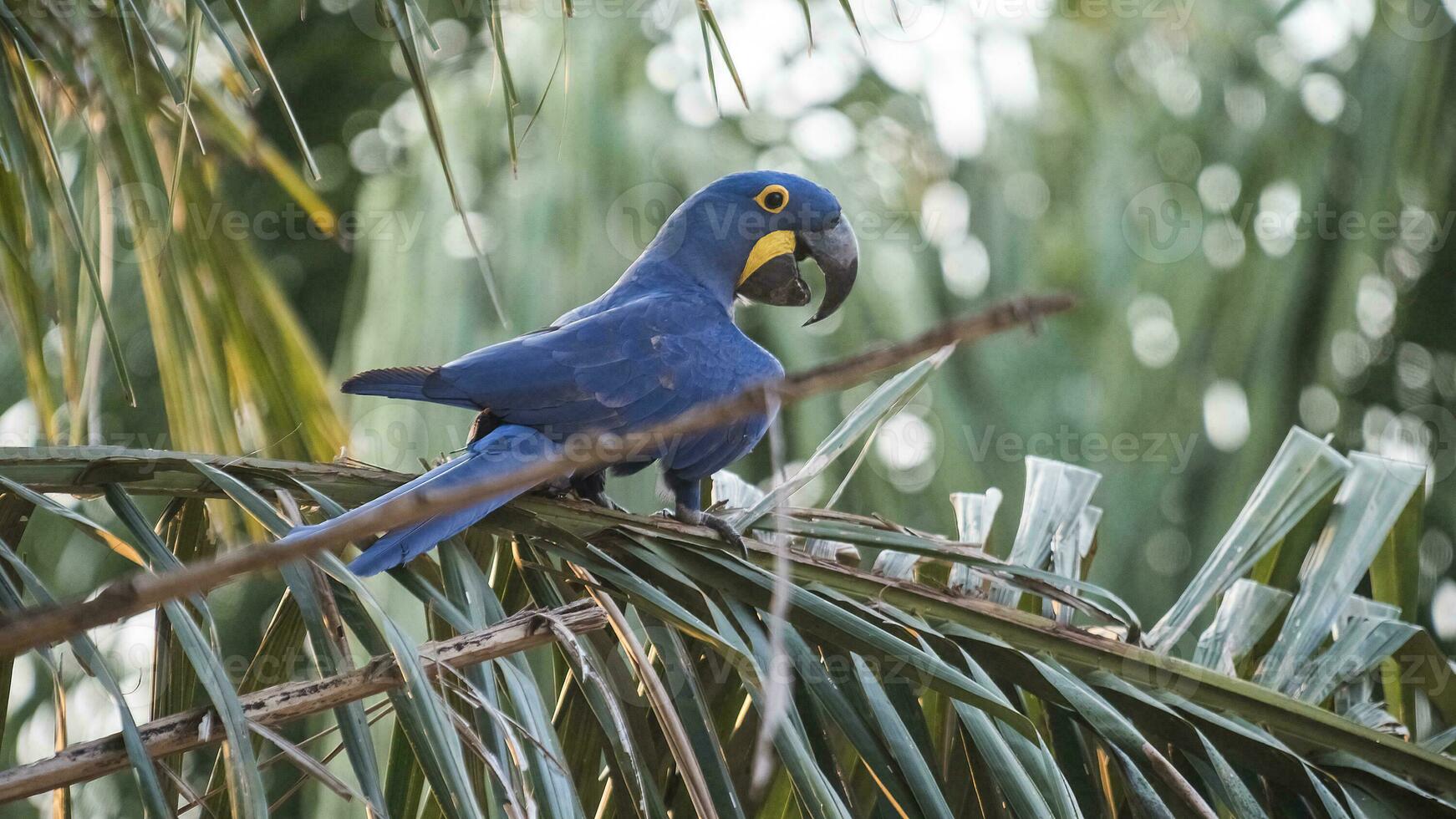 hyacint ara, pantanal Woud, Brazilië foto