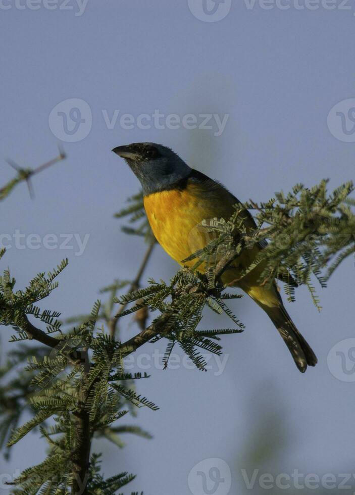 blauw en geel tanager, vrouw, la pampa provincie, Patagonië, Argentinië. foto