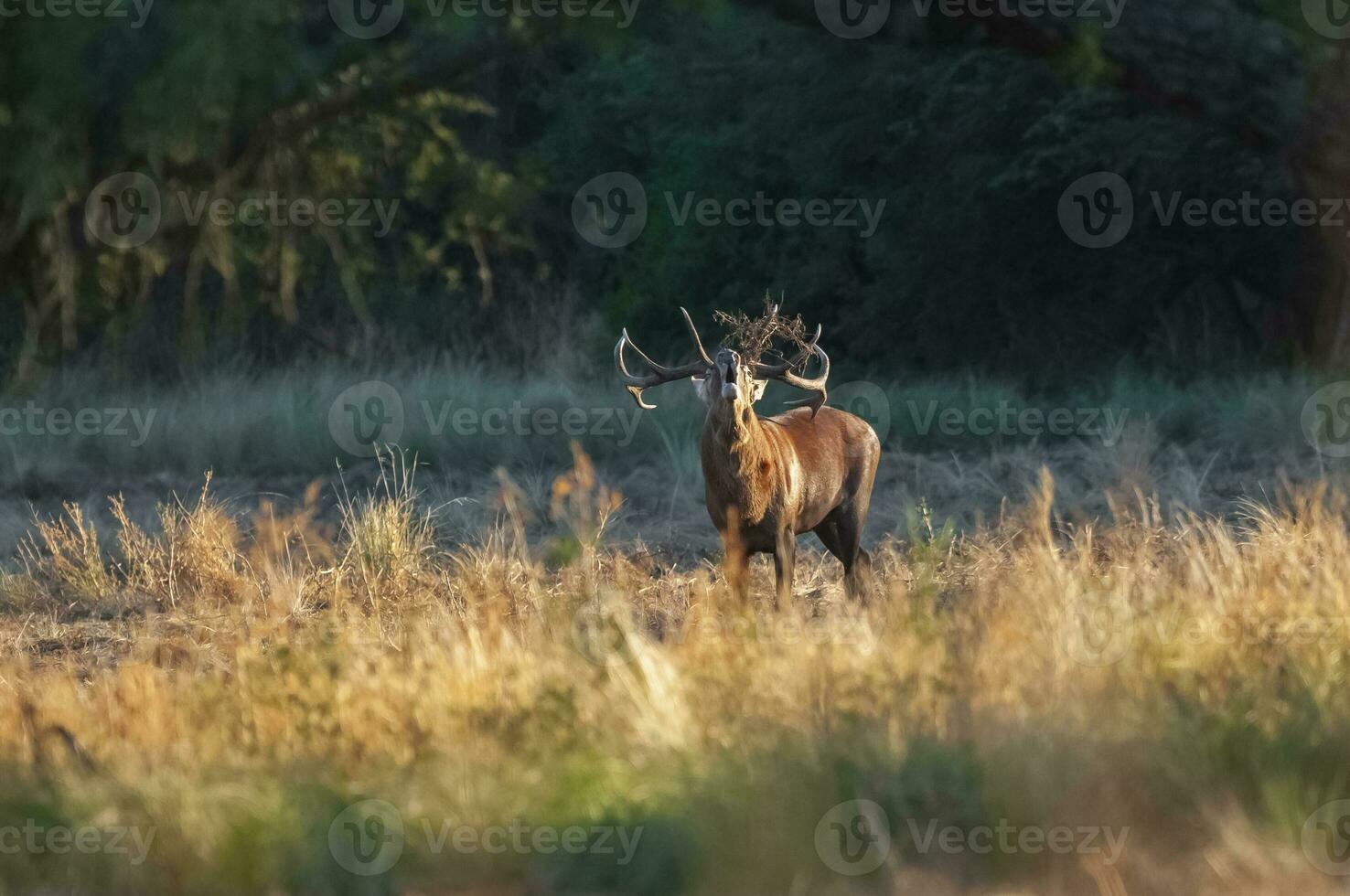 rood hert, mannetje brullen in la pampa, Argentinië, parque luro, natuur reserveren foto