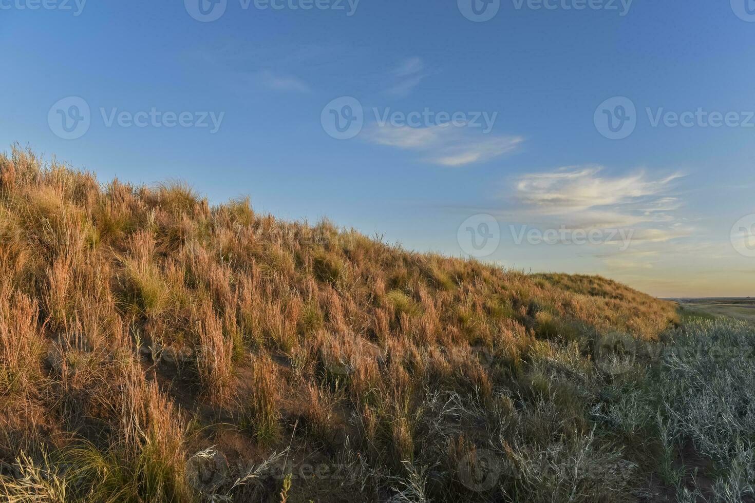 pampa gras landschap, la pampa provincie, Patagonië, Argentinië. foto