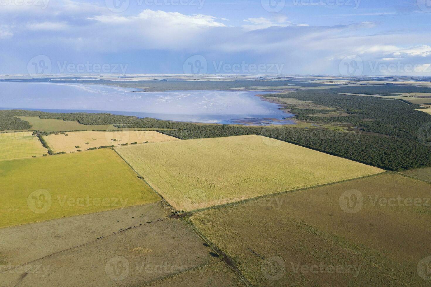 tarwe veld- klaar naar oogst, in de pampa vlak, la pampa, Argentinië. foto