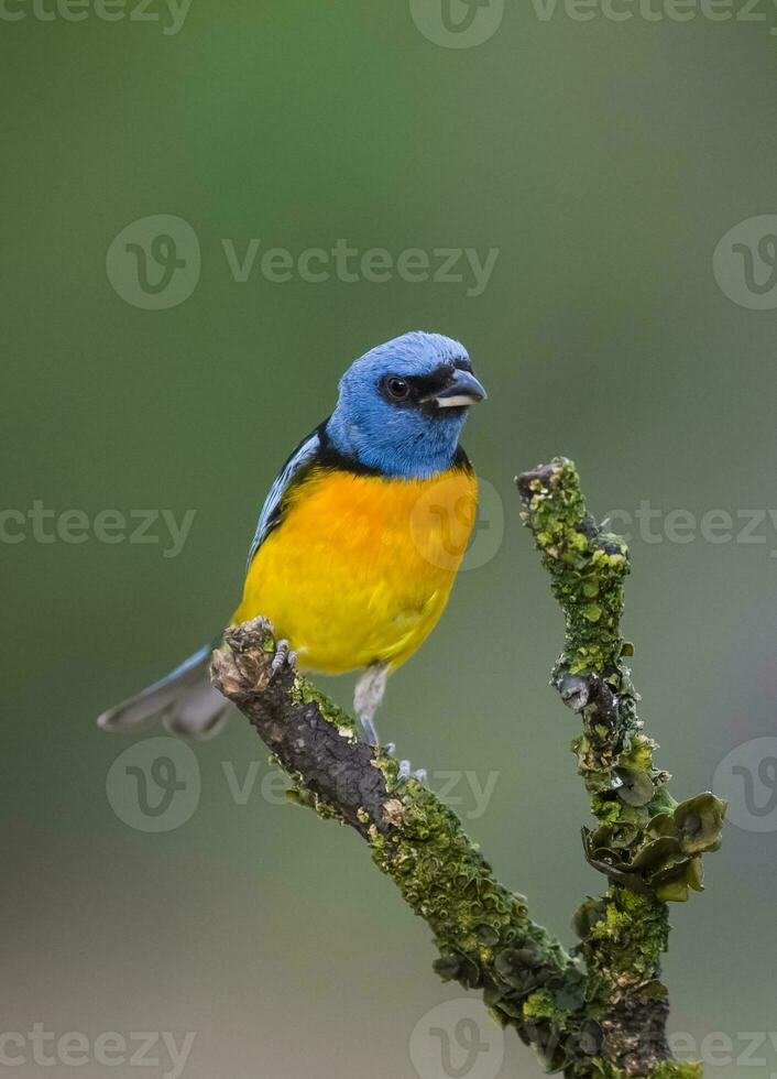 blauw en geel tanager, vrouw, la pampa provincie, Patagonië, Argentinië. foto