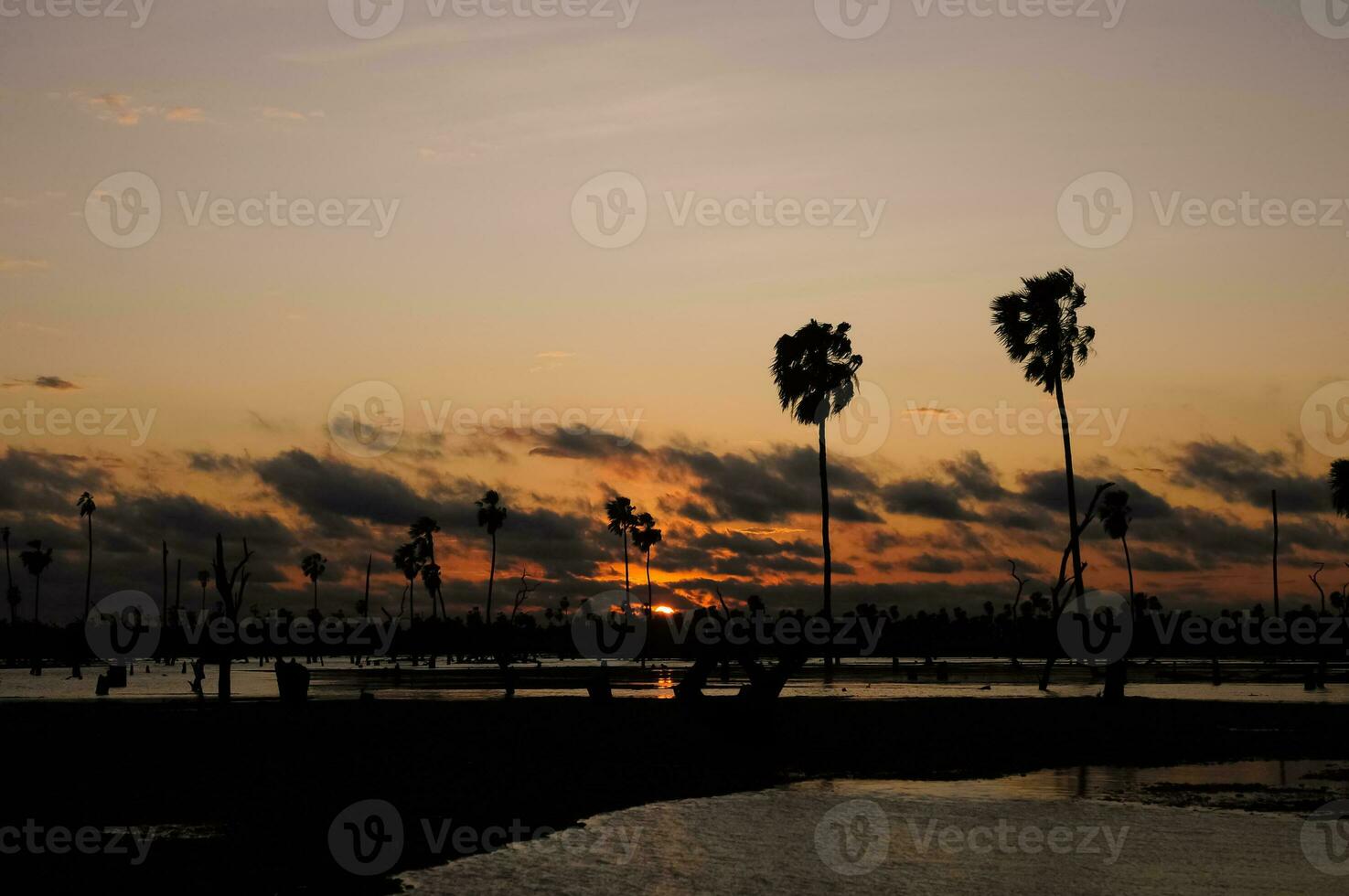 zon palmen landschap in la estrella moeras, Formosa provincie, Argentinië. foto
