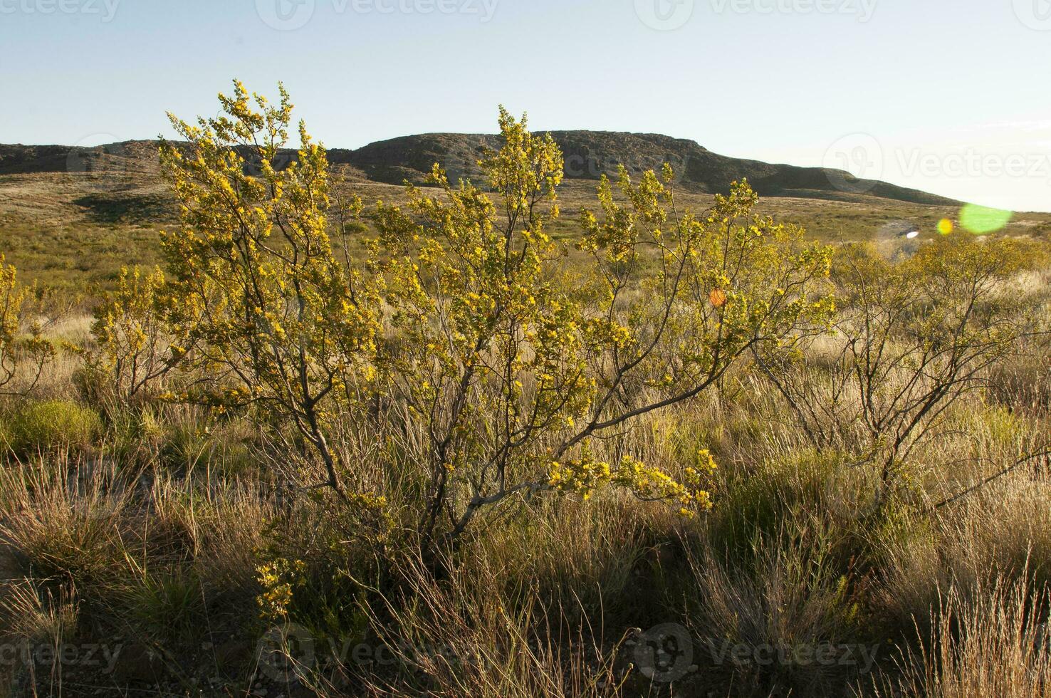 creosoot struik, lihue bel nationaal park, la pampa, Argentinië foto