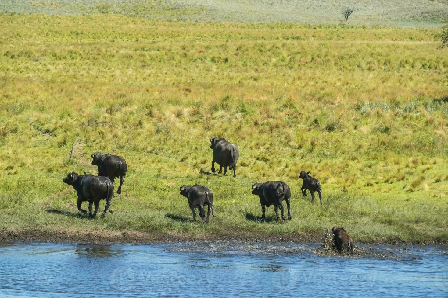 water buffel, bubalus bubalis, soorten geïntroduceerd in Argentinië, la pampa provincie, Patagonië. foto