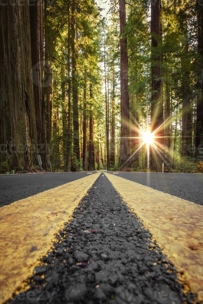 weg in sequoia Woud, Californië foto