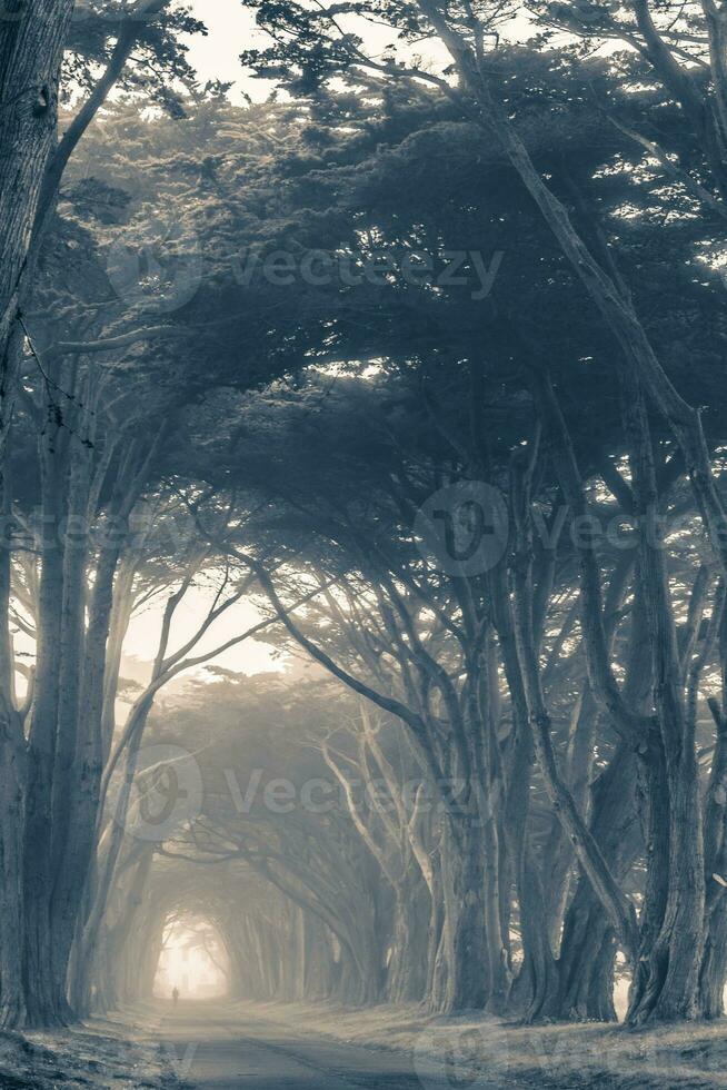 toneel- mistig bomen steeg foto